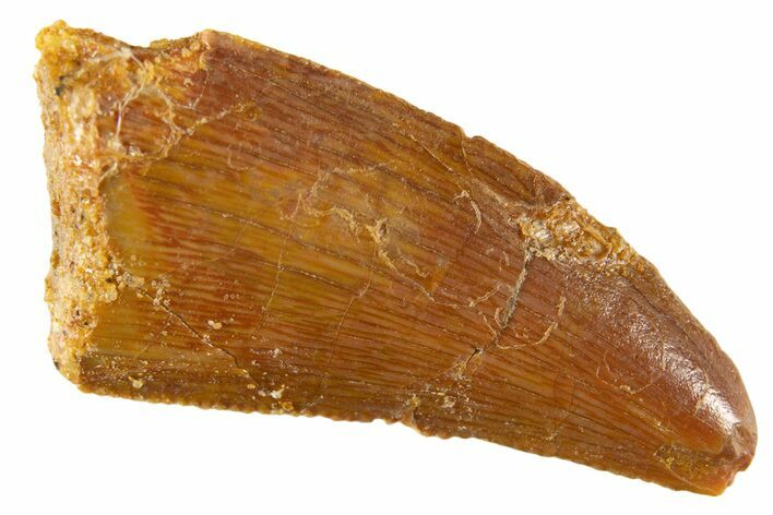 Serrated Raptor Tooth - Feeding Worn Tip #332656